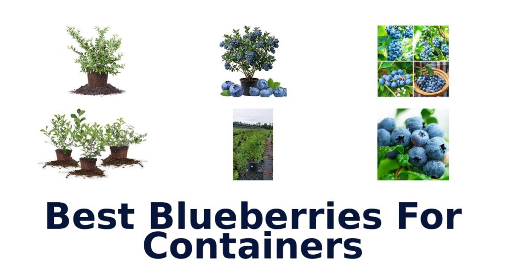 best blueberries for containers