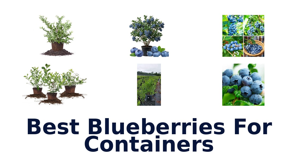 best blueberries for containers
