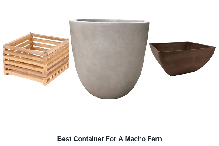 Macho Fern Containers: Best Options Reviewed Best Container For A Macho Fern