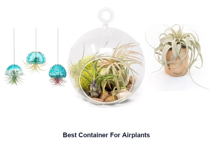 BEST Container For Airplants: Top Picks Now Best Container For Airplants