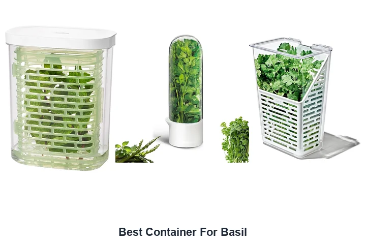 Best Container For Basil: Top Picks Best Container For Basil