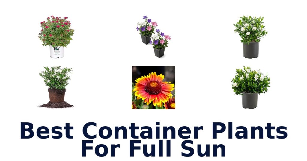 Best Container Plants for Full Sun: Top 10 Picks best container plants for full sun