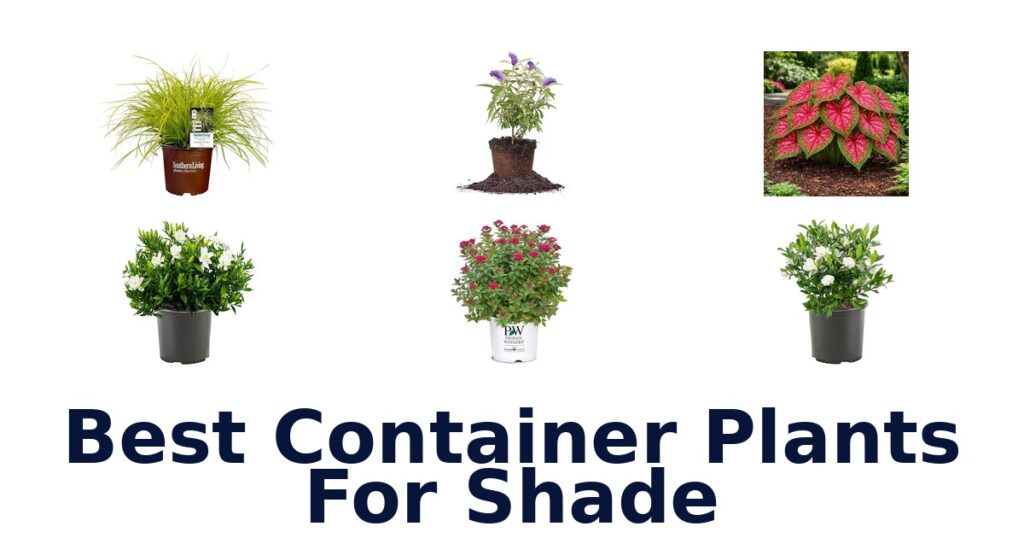 best container plants for shade