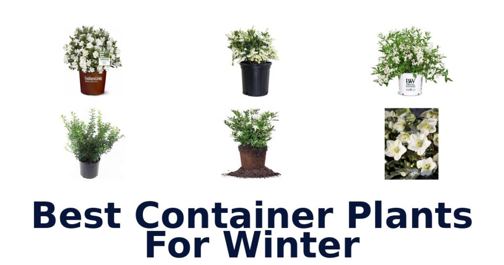 Best Container Plants for Winter: Top 10 Picks best container plants for winter
