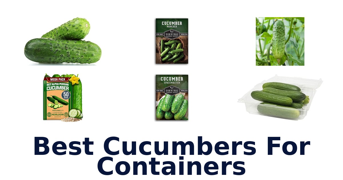 best cucumbers for containers