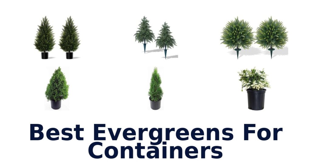 Best Evergreens for Containers: Top 10 Picks! best evergreens for containers
