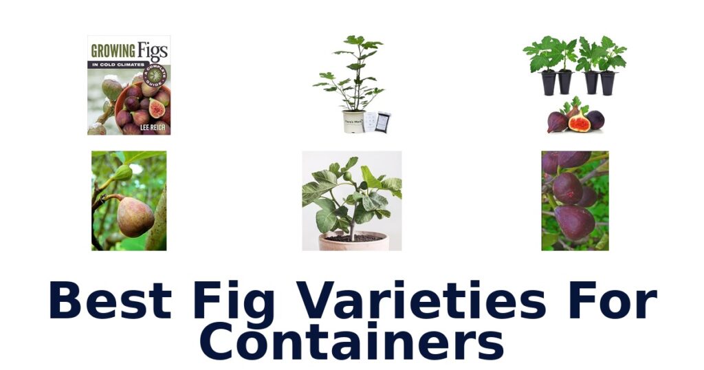 Best Fig Varieties for Containers: Top 10 Picks best fig varieties for containers