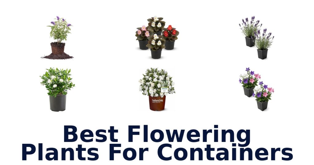 BEST Flowering Plants for Containers: Top 10 Picks! best flowering plants for containers