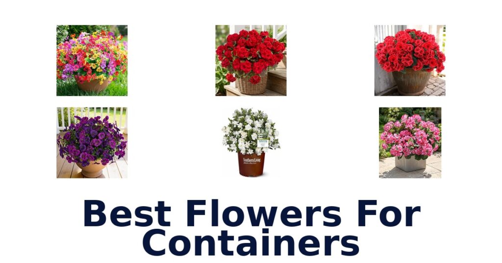 best flowers for containers
