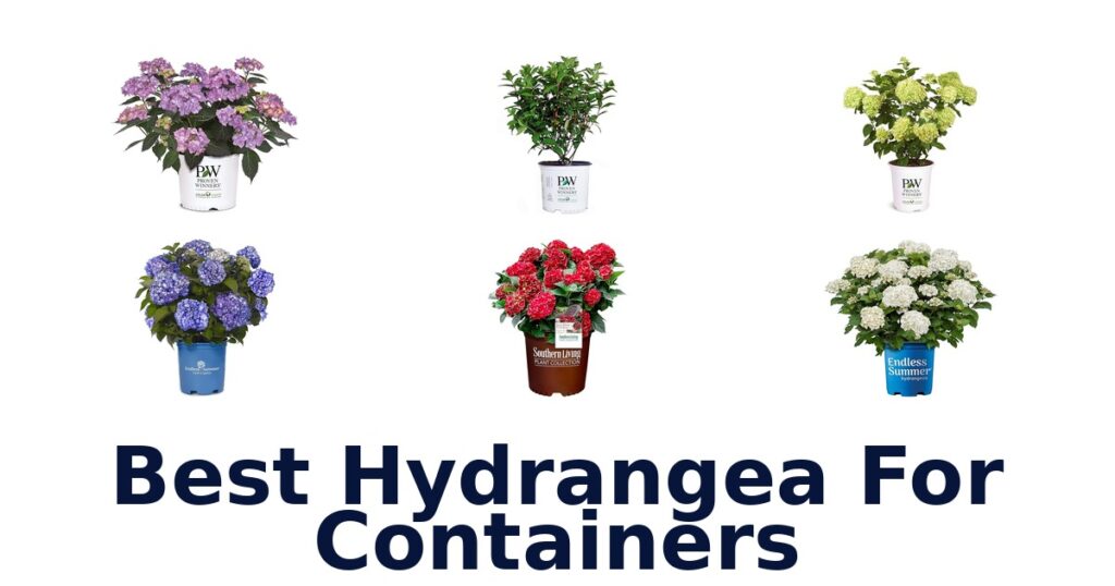 Best Hydrangeas for Containers: Top 10 Picks! best hydrangea for containers