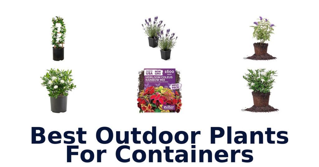 Best Outdoor Plants for Containers: Top 10 Picks best outdoor plants for containers