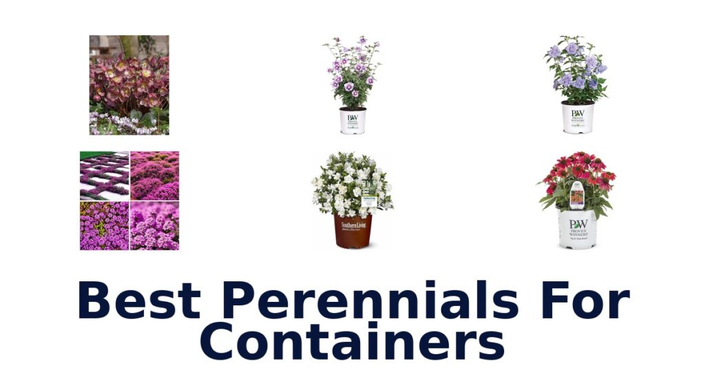 Best Perennials for Containers: Top 10 Picks! best perennials for containers