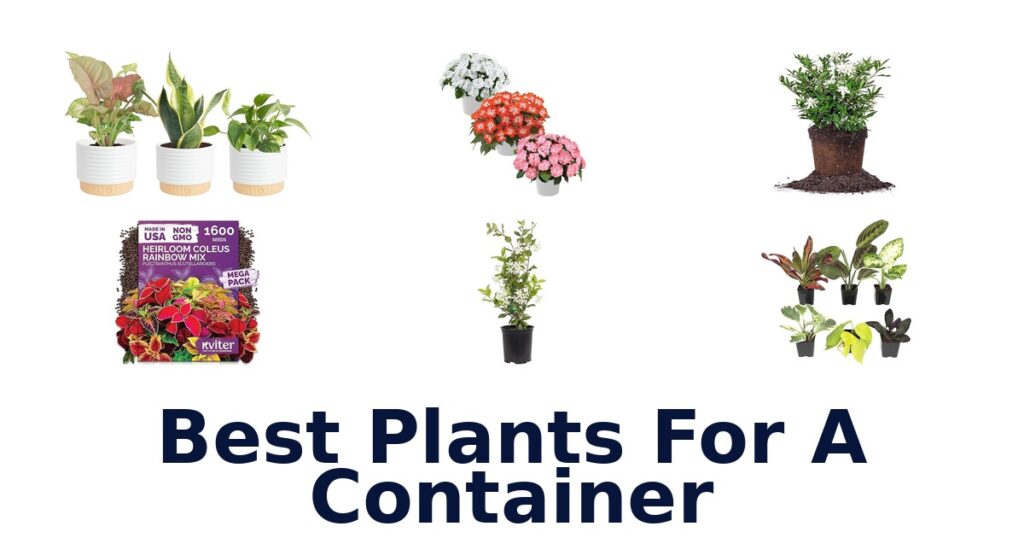 best plants for a container