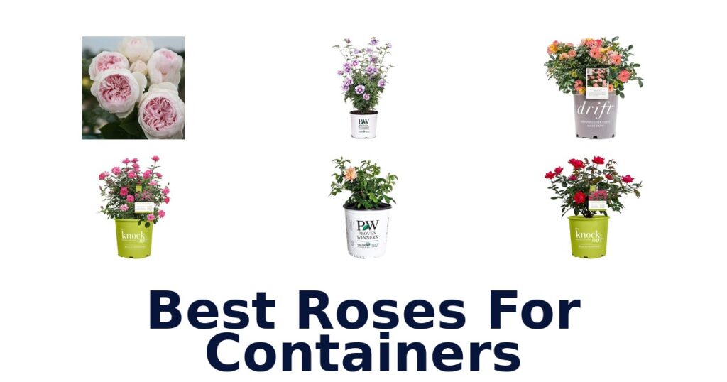 Best Roses for Containers: Top 10 Picks best roses for containers