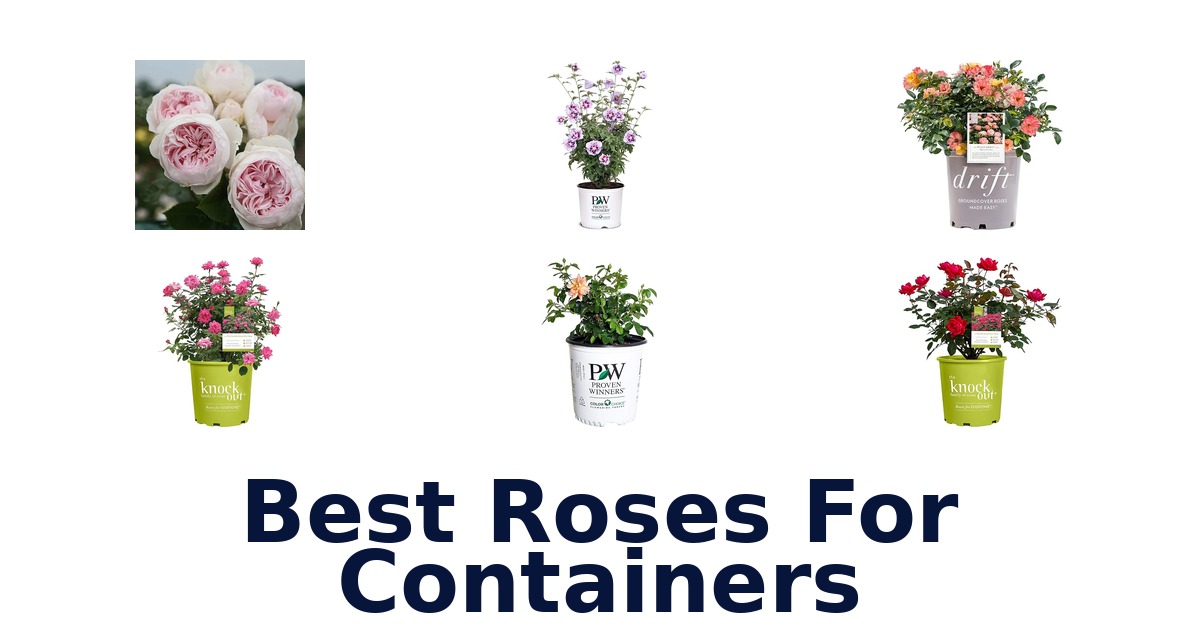 best roses for containers
