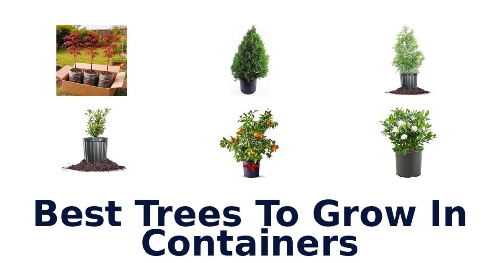 best trees to grow in containers