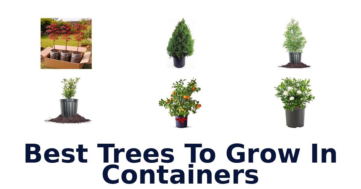 best trees to grow in containers