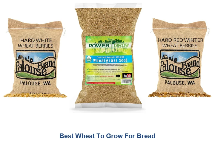 Best Wheat for Bread: Top Picks for 2026 Best Wheat To Grow For Bread